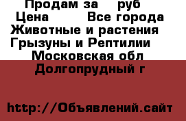 Продам за 50 руб. › Цена ­ 50 - Все города Животные и растения » Грызуны и Рептилии   . Московская обл.,Долгопрудный г.